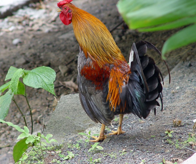 Deshaies - Guadeloupe