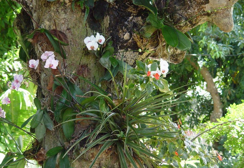 Jardin botanique, Deshaies - Guadeloupe