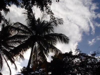 Jardin botanique, Deshaies - Guadeloupe