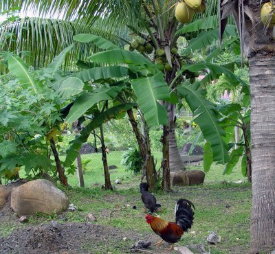 Deshaies - Guadeloupe