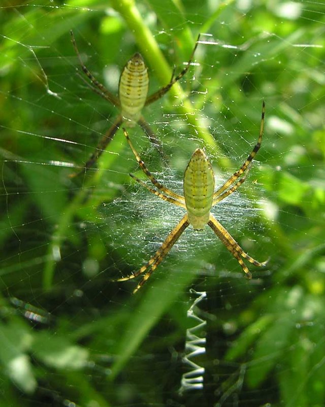 Argiope trifasciata spiders - immature