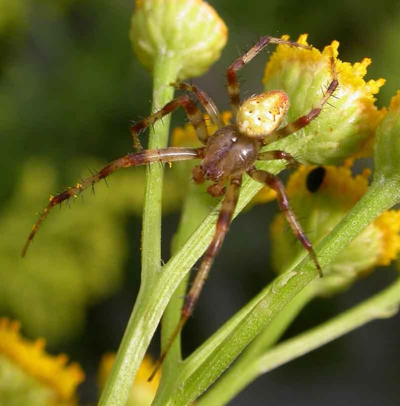 Araneus diadematus - male