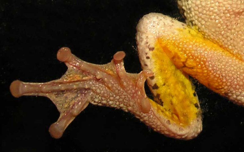 hyla versicolor treefrog foot on glass