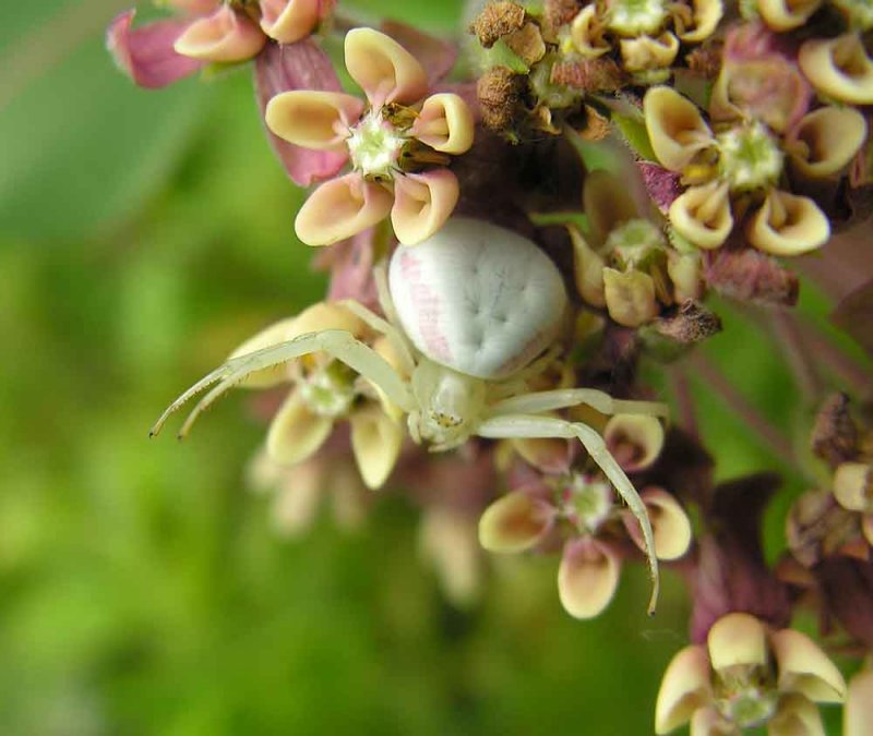 misumena vatia on milkweed flowers