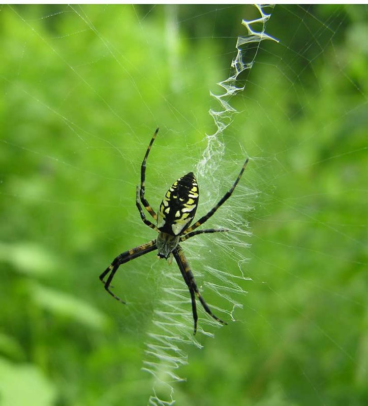 Argiope aurantia with stabilimentum