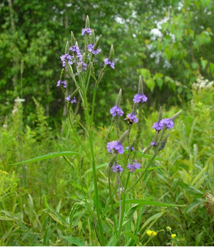 Blue Vervain - Verbena hastata