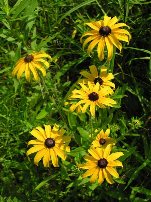 Rudbeckia hirta - Black-eyed Susan