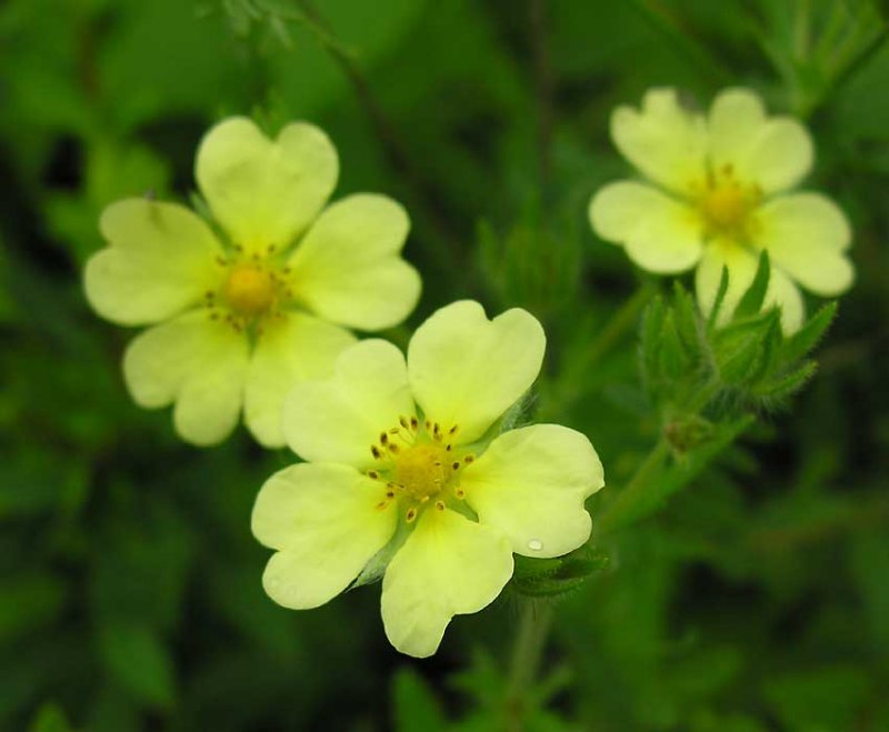 cinquefoil.jpg