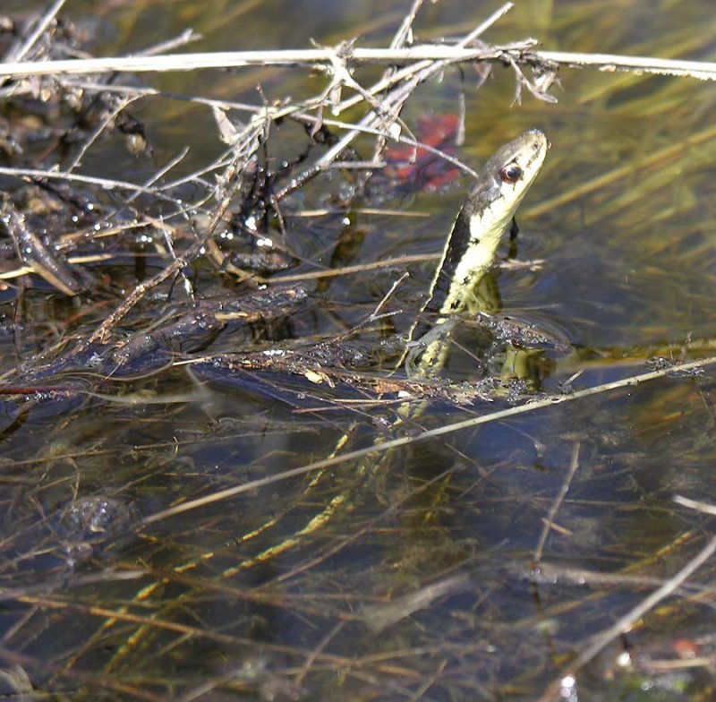 Thamnophis sirtalis sirtalis - Eastern Garter Snake