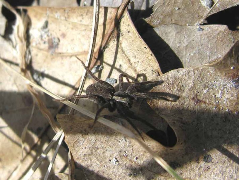 Wolf Spider # 1 - not yet IDd