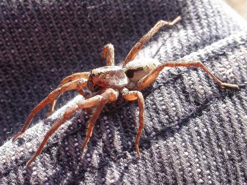 Wolf Spider #3 - not yet IDd - view 1
