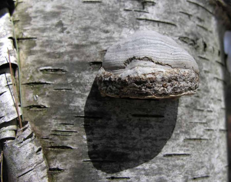 Fomes fomentarius - Tinder Polypore on birch tree