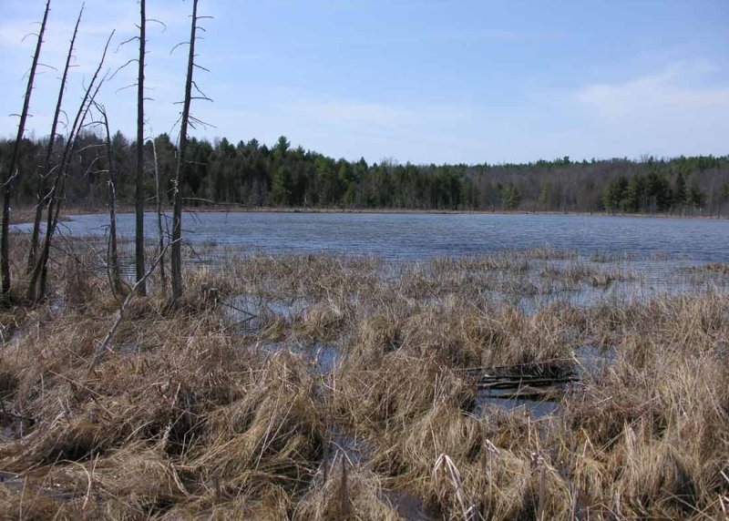 Purdon Bog - small lake adjacent to bog