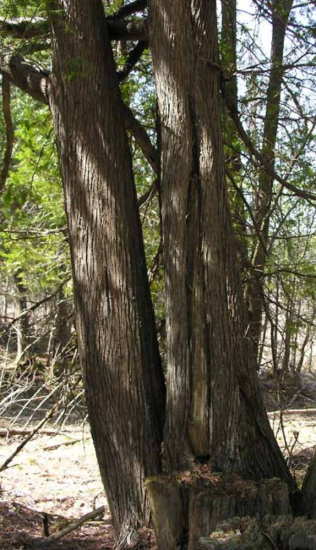 Eastern White Cedar - Thuja occidentalis