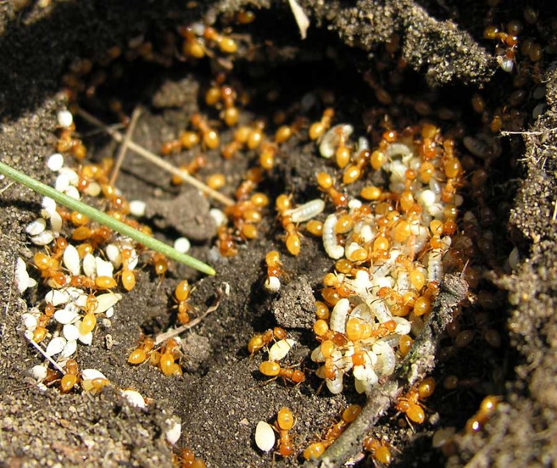 Acanthomyops (?) - Yellow Ants with larvae - view 2