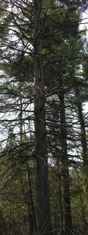 Picea glauca - White spruce