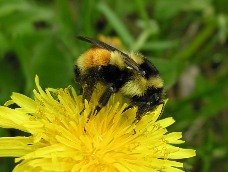 Bombus ternarius - view 1