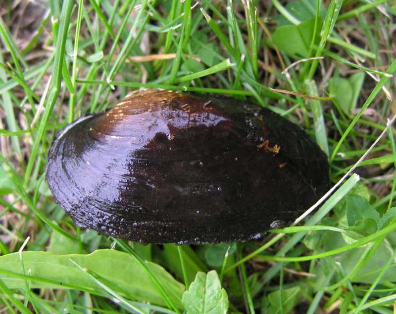 mussel-3.jpg