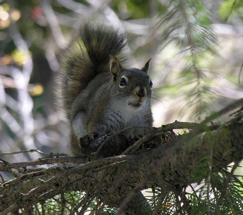 Tamiasciurus hudsonicus - Red Squirrel - with cone
