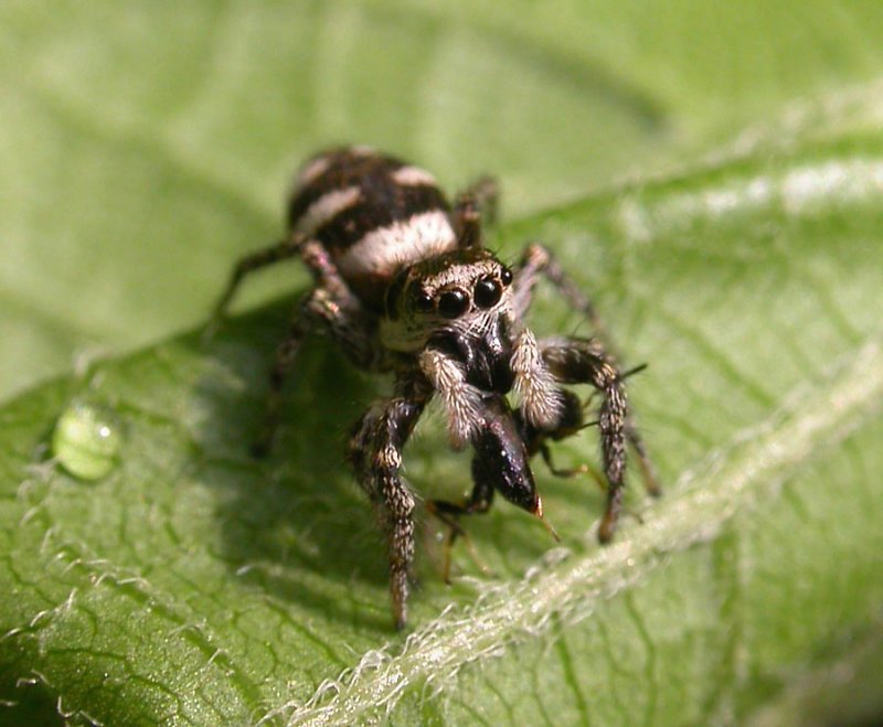 Salticus scenicus - Zebra Jumping Spider - female with prey