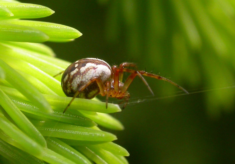 Mangora placida - female - view 2