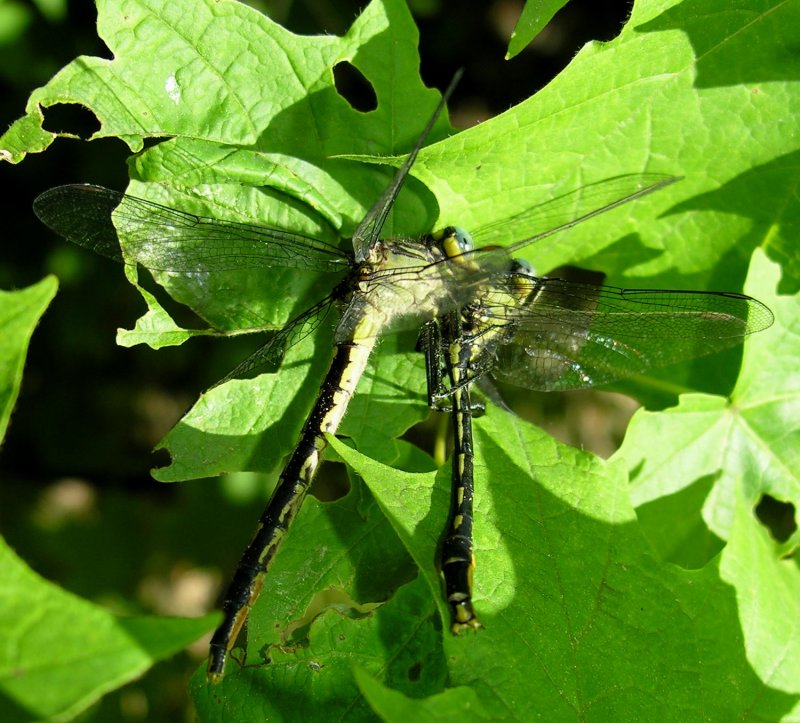 Arigomphus furcifer - Lilypad Clubtails - pair