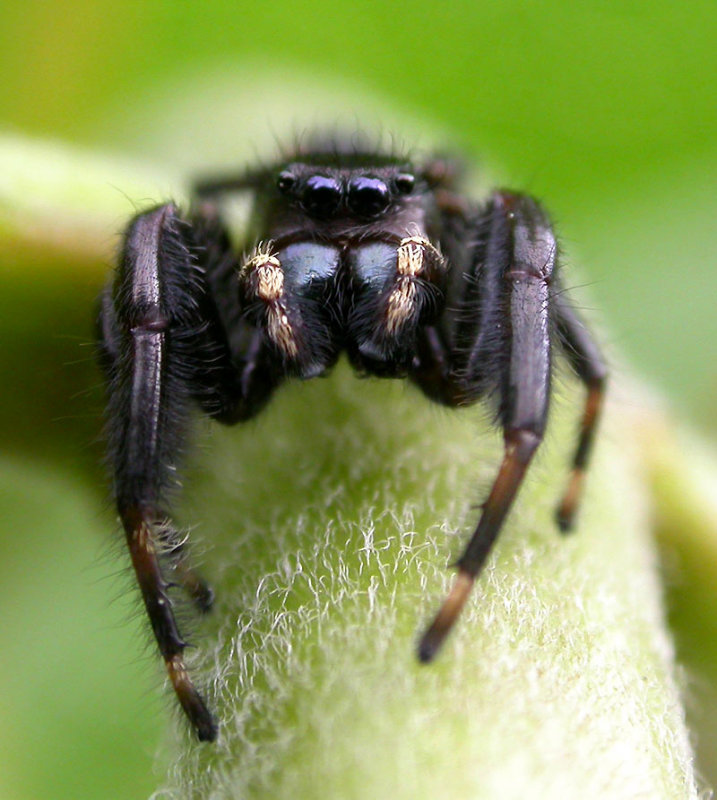 Phidippus clarus - Brilliant Jumper - male - view 1