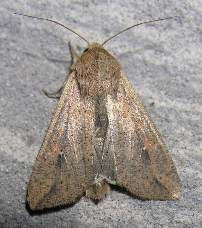 download army worm moths download army worm moths