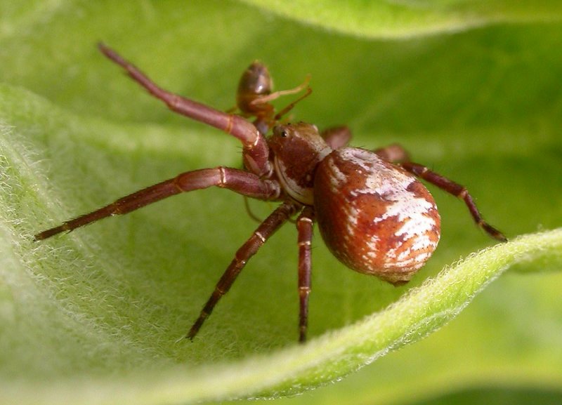 Xysticus punctatus (?) - female - view 3