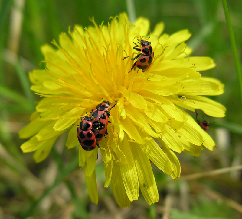 Coleomegilla maculata - pair