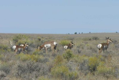 Pronghorns at Hart Mtn. Ntl. Antelope Refuge - view 1