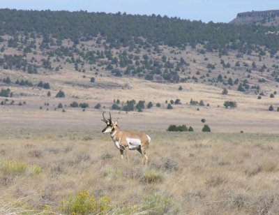 Pronghorns at Hart Mtn. Ntl. Antelope Refuge - view 2