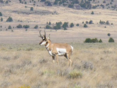 Pronghorns at Hart Mtn. Ntl. Antelope Refuge - view 3