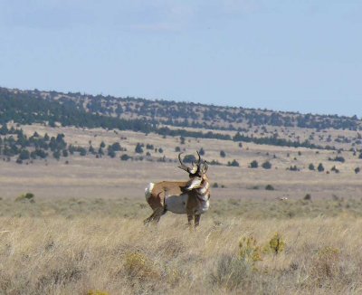 Pronghorns at Hart Mtn. Ntl. Antelope Refuge - view 4