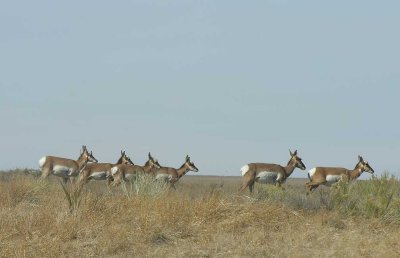 Pronghorns at Hart Mtn. Ntl. Antelope Refuge - view 6