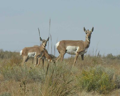 Pronghorns at Hart Mtn. Ntl. Antelope Refuge - view 7