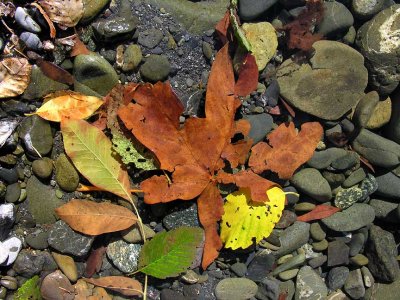 Autumn leaves in Chetco R.