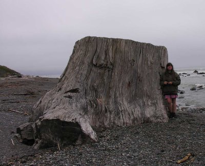 Big drifted stump on McVay Beach on Oregon coast