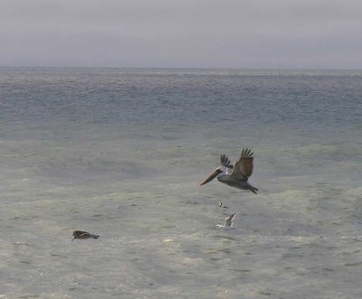 Brown Pelican at Freshwater Lagoon Beach, CA - view 1