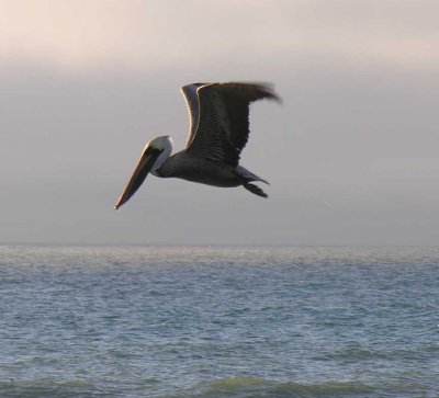 Brown Pelican at Freshwater Lagoon Beach, CA - view 3