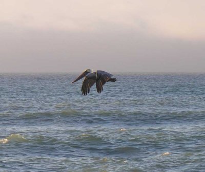 Brown Pelican at Freshwater Lagoon Beach, CA - view 5