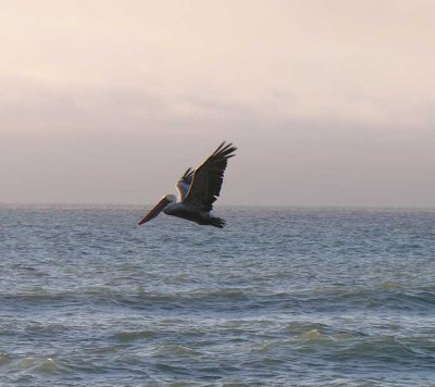 Brown Pelican at Freshwater Lagoon Beach, CA - view 6