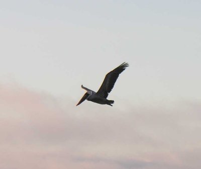 Brown Pelican at Freshwater Lagoon Beach, CA - view 7
