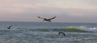 Brown Pelican at Freshwater Lagoon Beach, CA - view 8