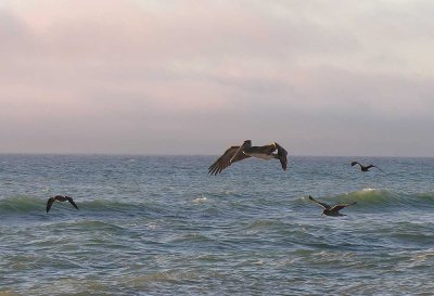 Brown Pelican at Freshwater Lagoon Beach, CA - view 9
