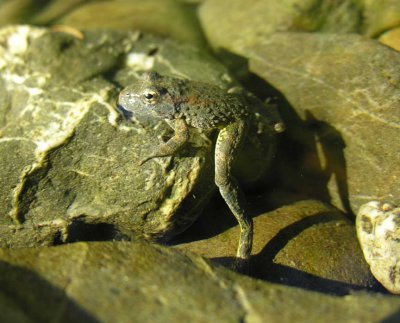 Frog in Chetco R.