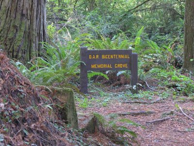 DAR grove at Smith Redwoods