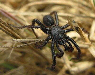 Antrodiaetus riversi-- Turret Spider