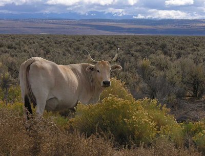 Pale cow on range near Hart Mtn. Antelope Refuge - view 1