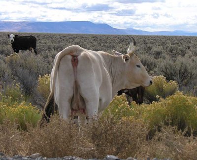 Pale cow on range near Hart Mtn. Antelope Refuge - view 2